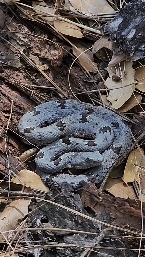 A couple springs back, I came across a rock rattlesnake while hiking ...
