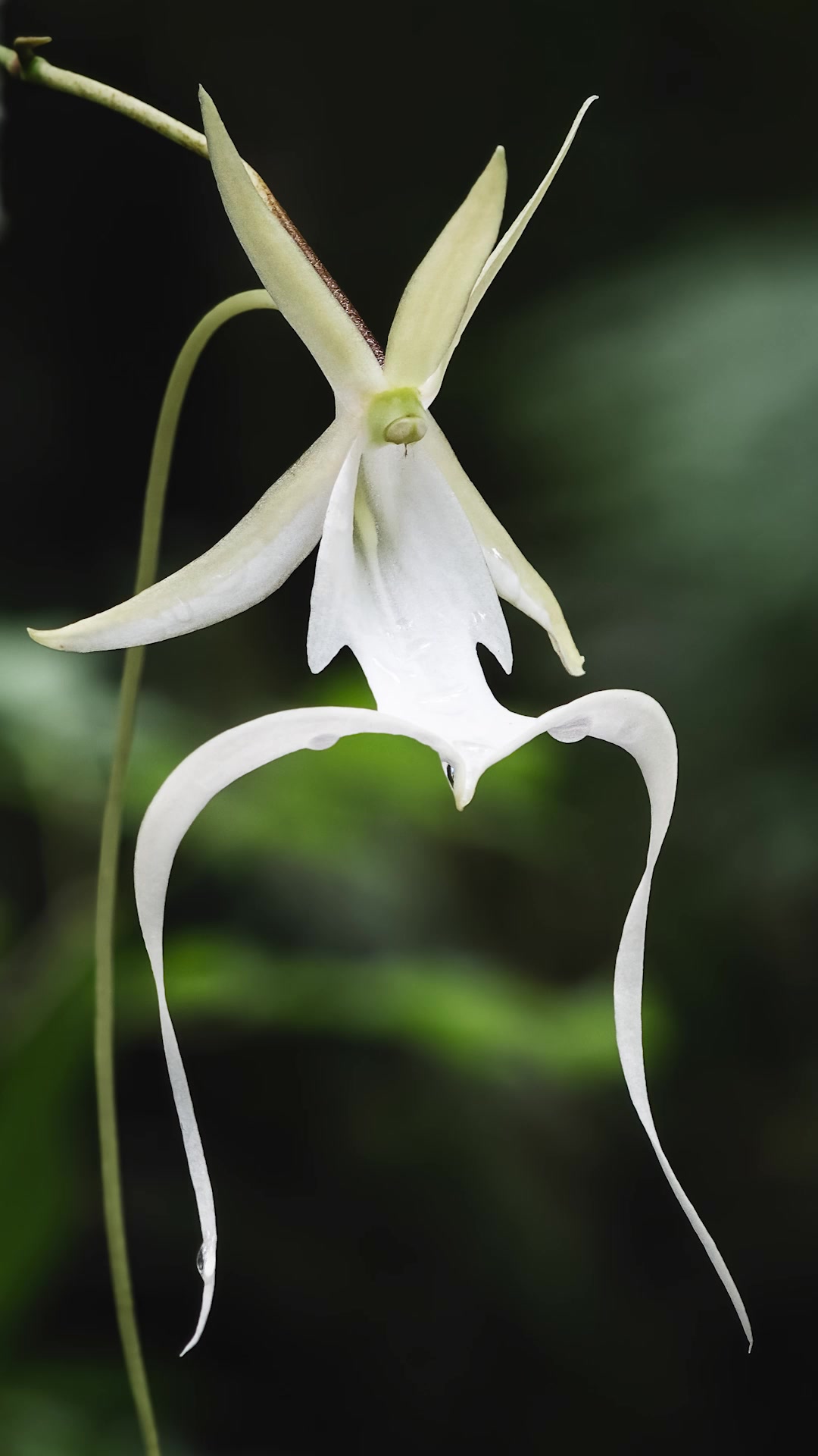 Protecting wild orchids in their natural habitat