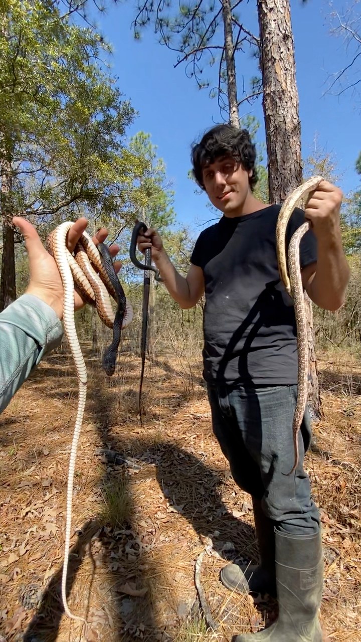 We found a coachwhip, black racer, and rat snake under the same piece ...