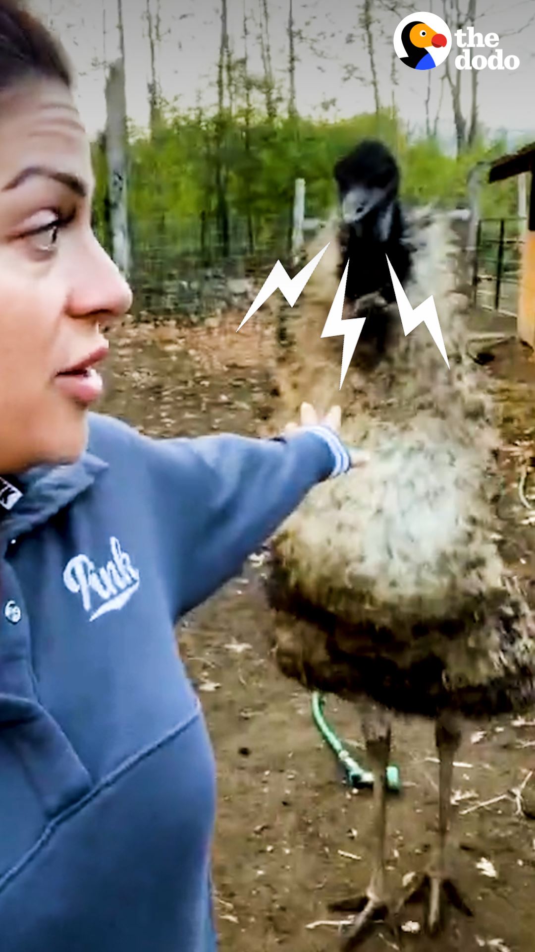 Hissing Emu Learns To Cuddle In Her Mom’s Shirt | Karen the emu won't ...