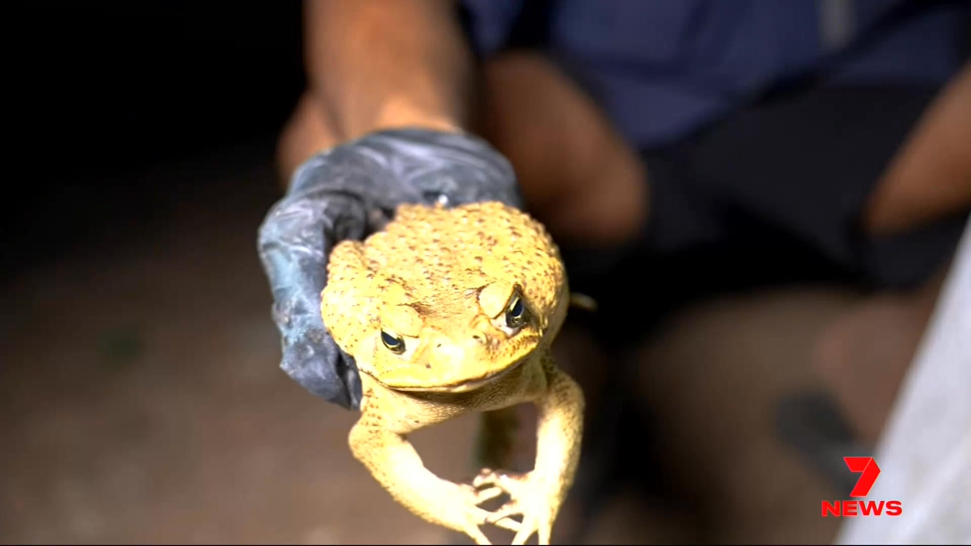 One of the most damaging invasive species, the cane toad, is on track ...