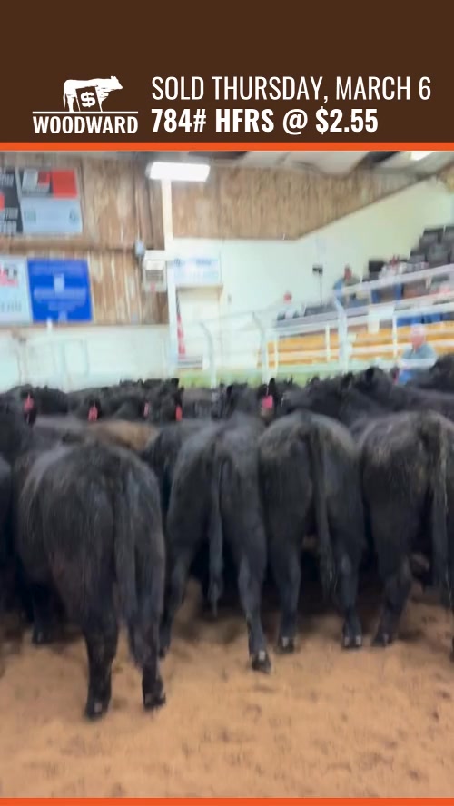 Sold 3/7: 70 hfrs weighing 784# bring $2.55 | Woodward Livestock ...
