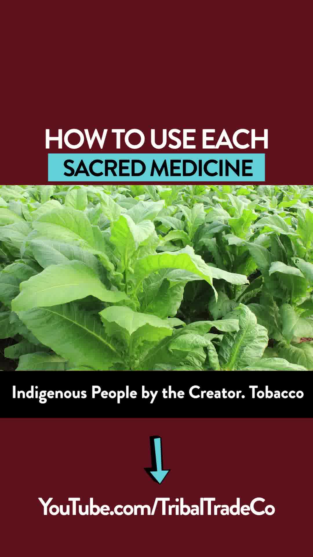 treatments for tobacco mosaic virus Managing Tobacco Mosaic Virus (TMV) in Tobacco - Tobacco Growers  Information