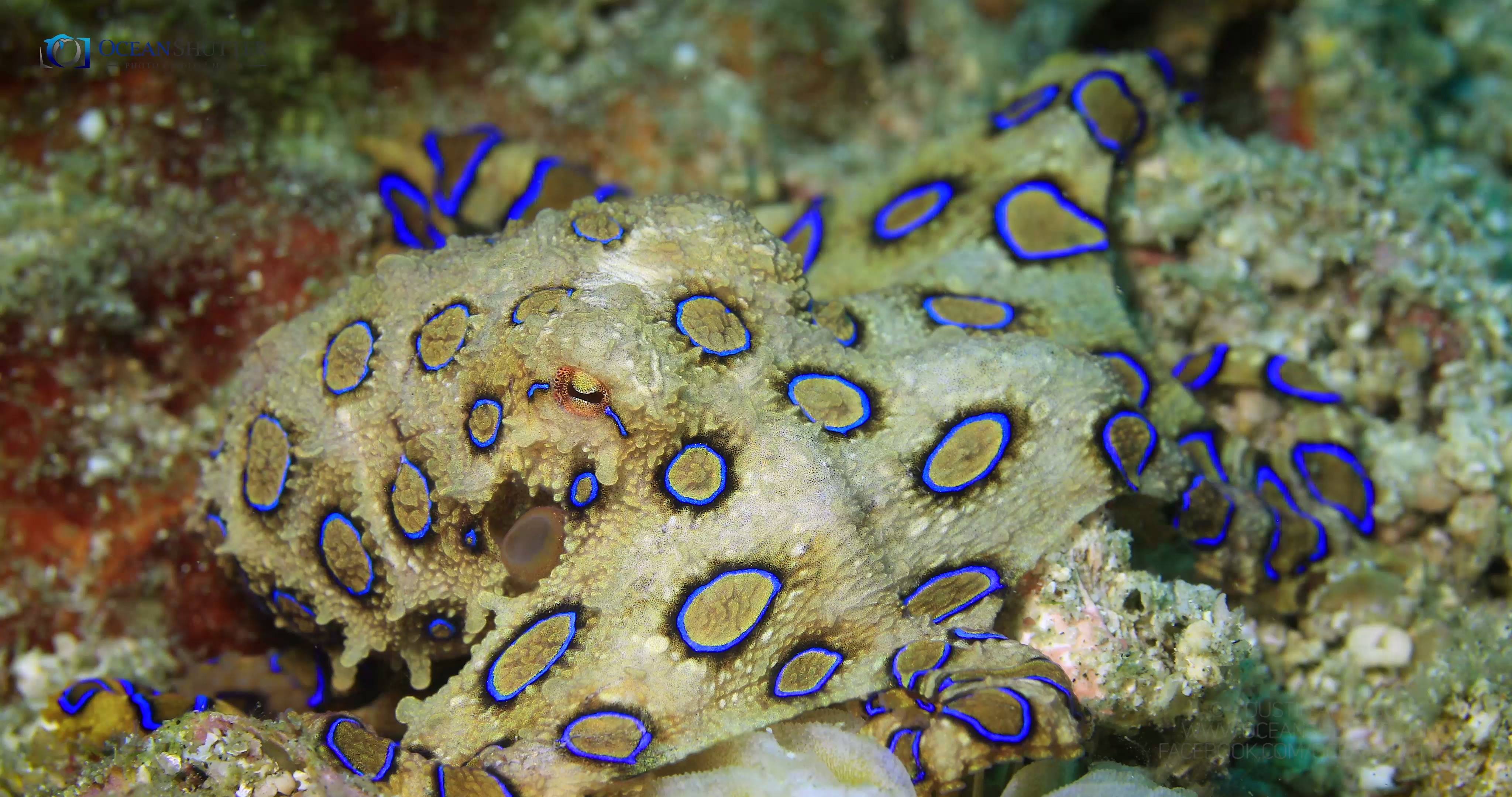 Photographers love the blue-ringed octopus, with its fluorescent-blue ...