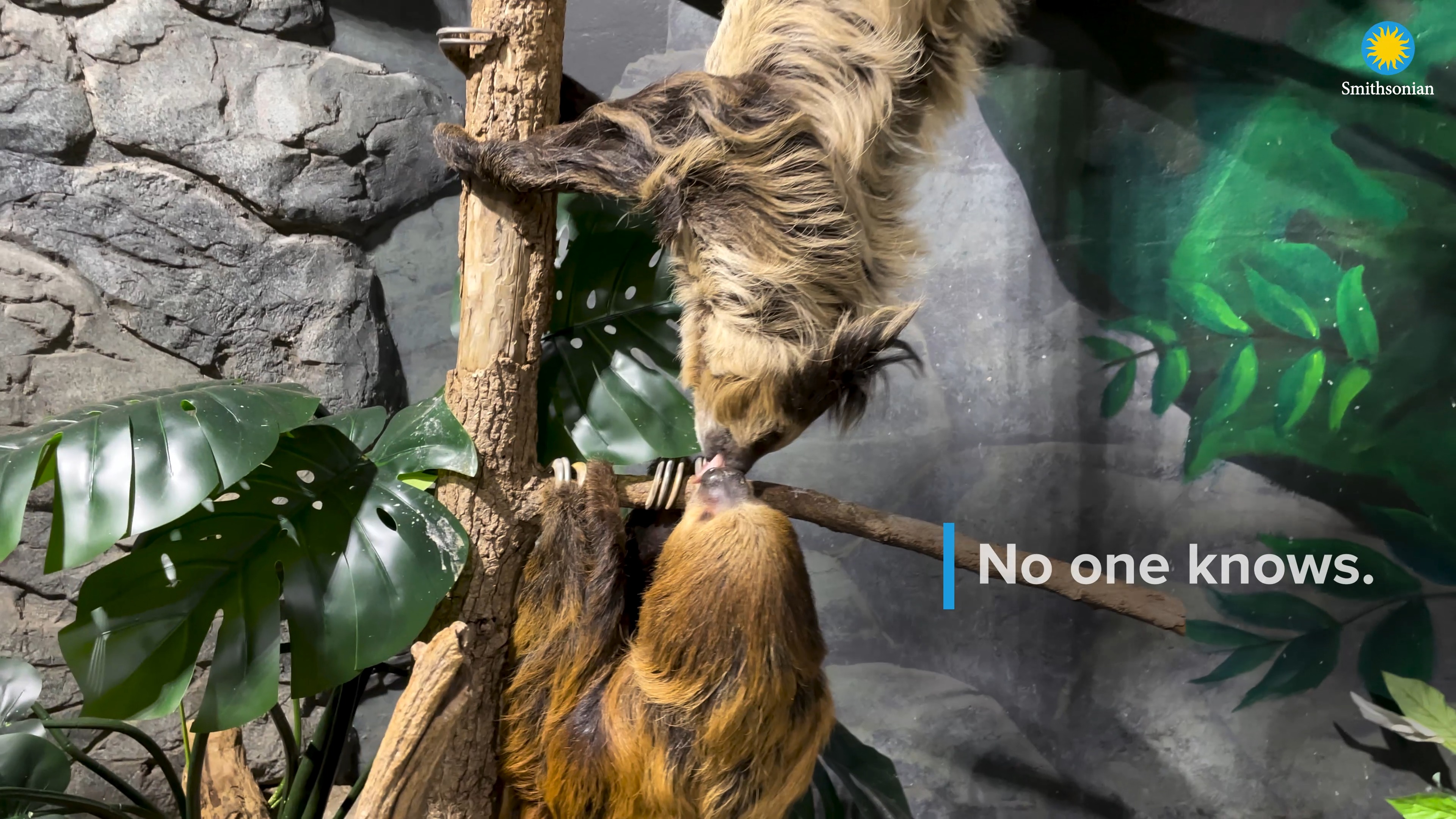 🦥💋🦥 Happy #ValentinesDay from southern two-toed sloths Athena and Vlad ...