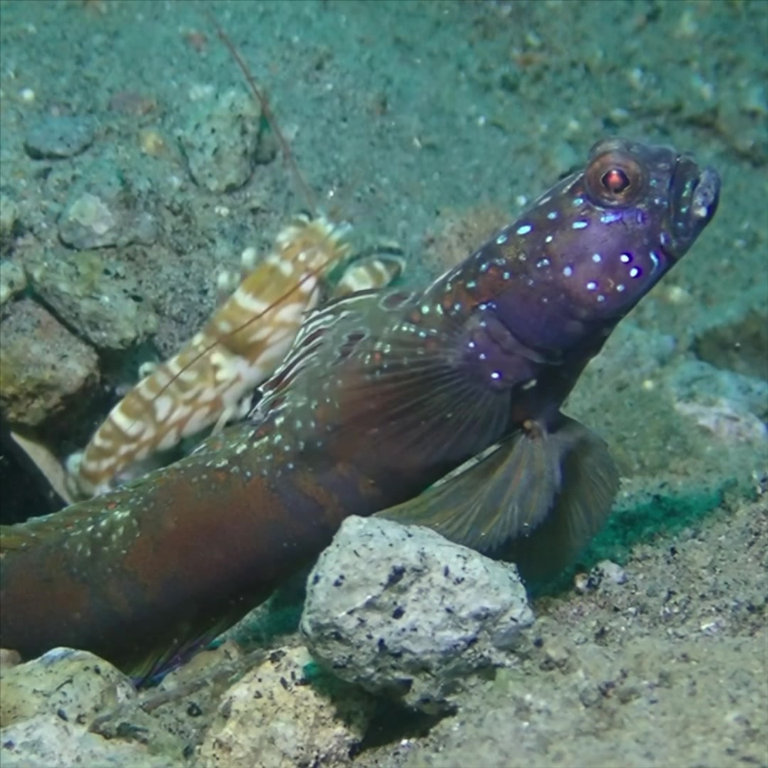 Critter Hunter - The pistol shrimp and goby fish form a... | Facebook