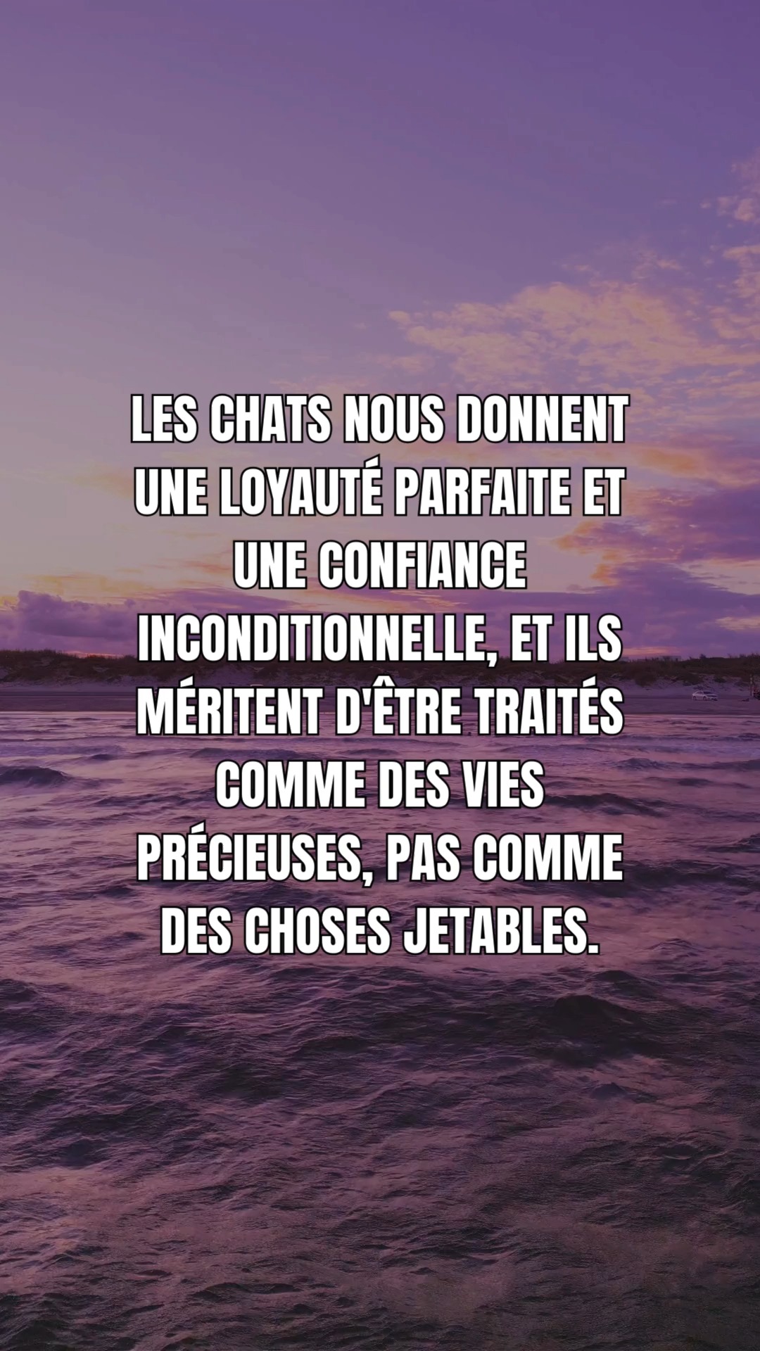 Les chats nous donnent une loyauté parfaite et une confiance ...