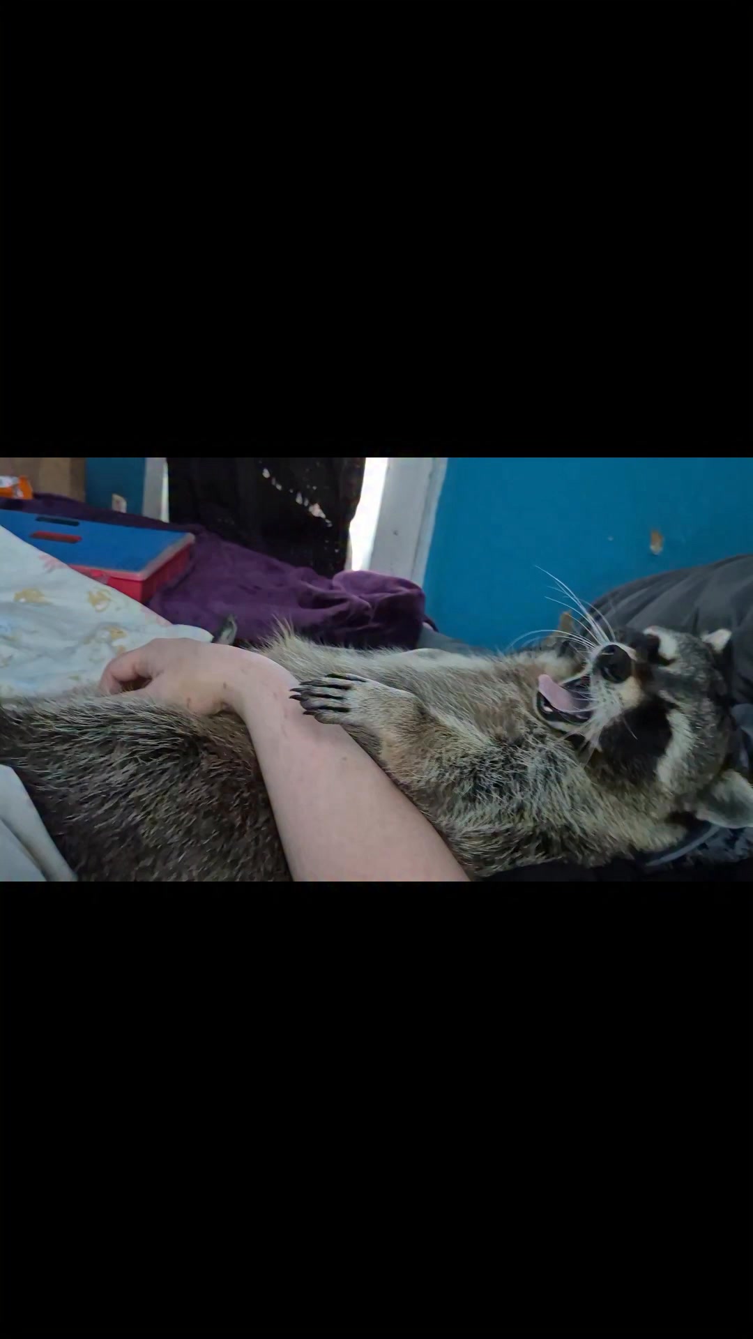 Good Morning Friends ~ Waking Up With Raccoons Is The Best Way To Wake ...