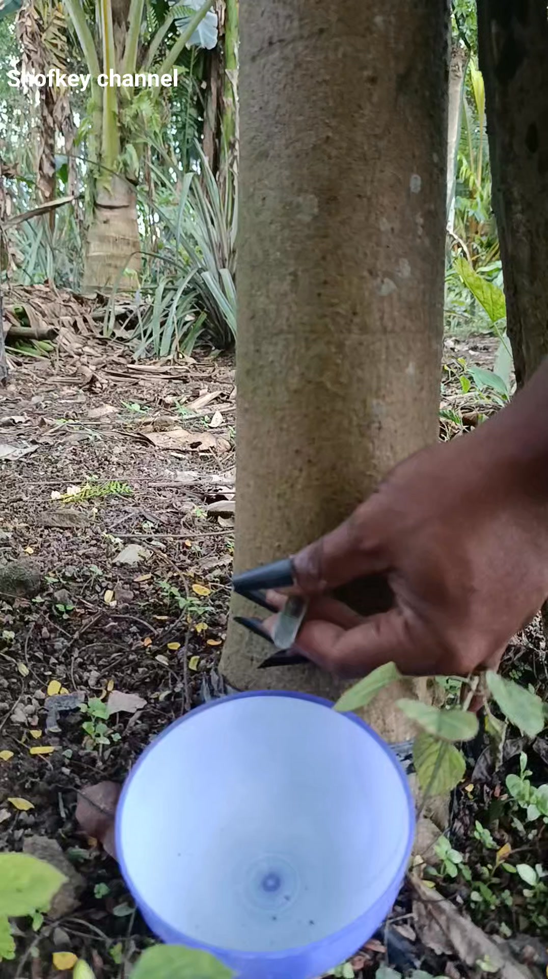 Pure forest tree tapping 🌲 Natural sap flowing with traditional skills ...