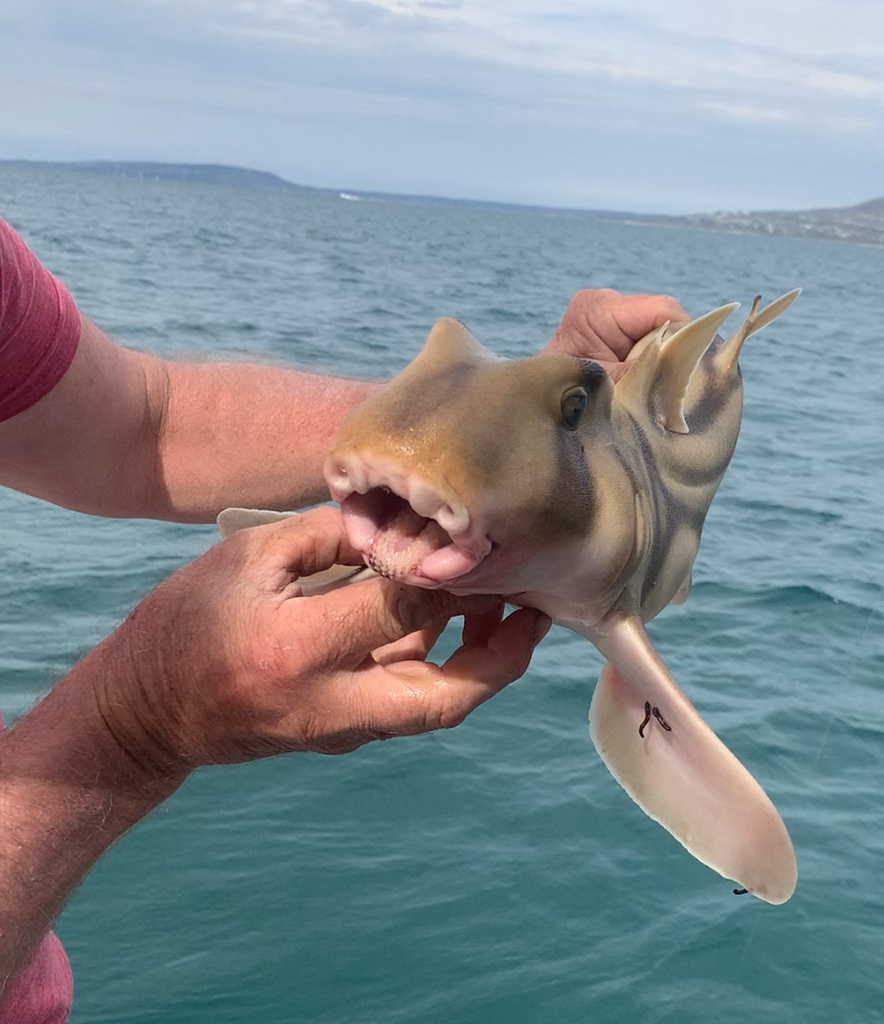 We lassoed a bizzare looking Port Jackson Shark. Who’s see one ...
