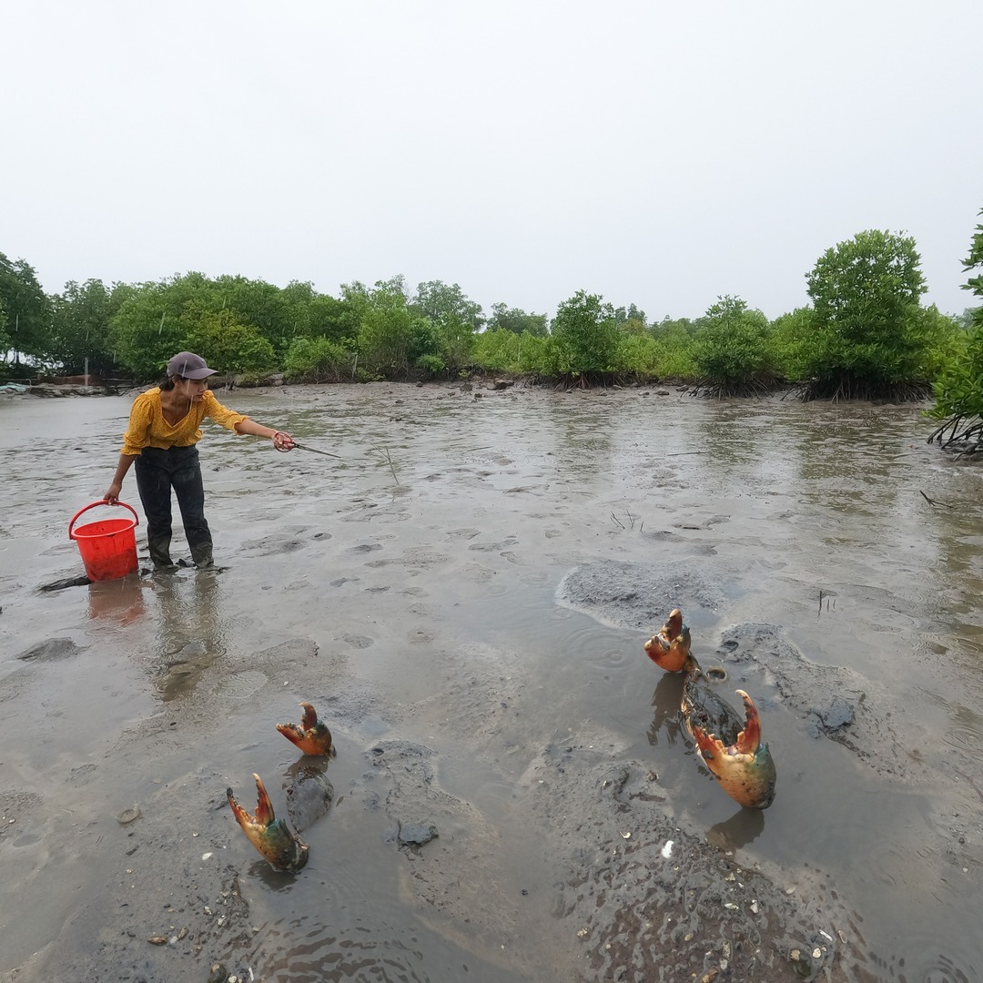 Catching Many Mud Crabs During Rain #CatchCrab #FindCrab #Crab # ...