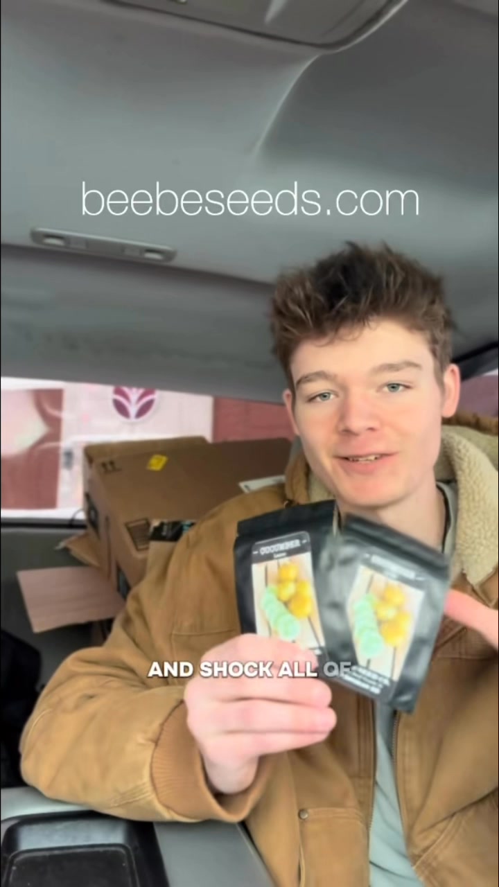 This Cucumber Looks Like a LEMON! | Beebe Seed Co.