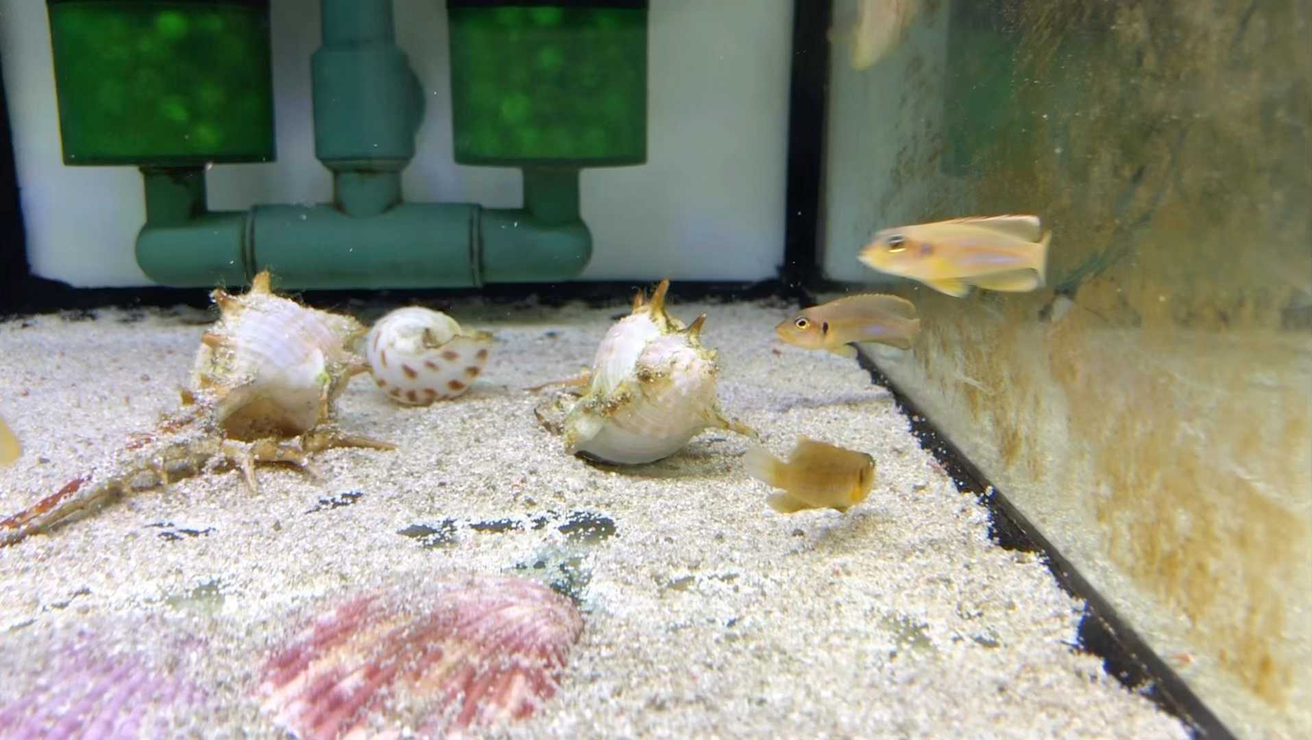 黃金叮當 #鱼 #热带鱼 #观赏鱼 #三湖慈鲷 #plecos #琵琶鱼 #野生 #孔雀鱼 #燈科魚 #水草缸 #神仙鱼 #南美短鲷 #非洲慈 ...