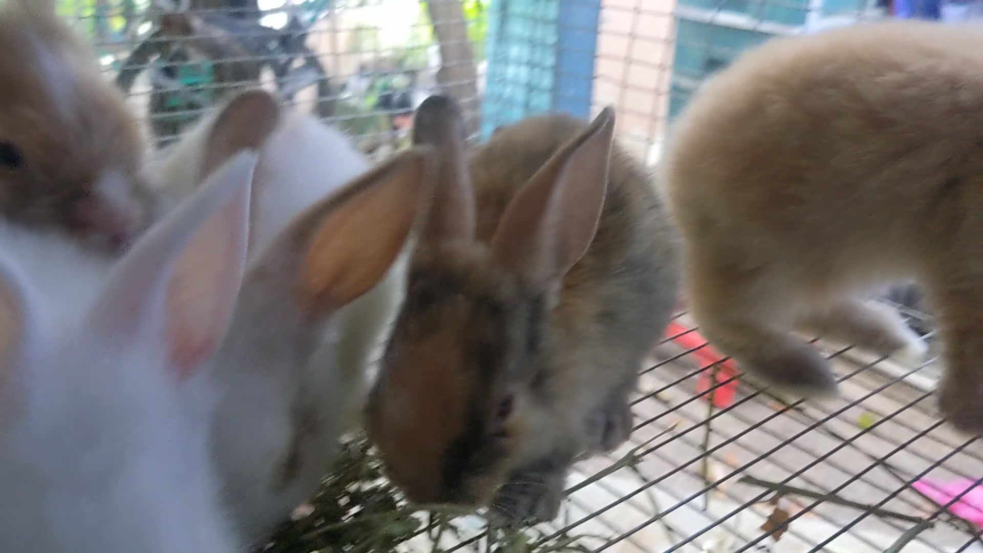 Seremban Rabbitry | Seremban