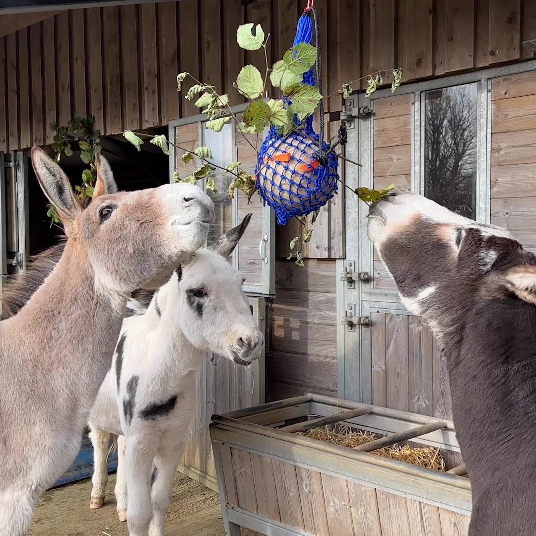 Enjoy some festive fun with Eugene, Kit, and Toby tucking into their