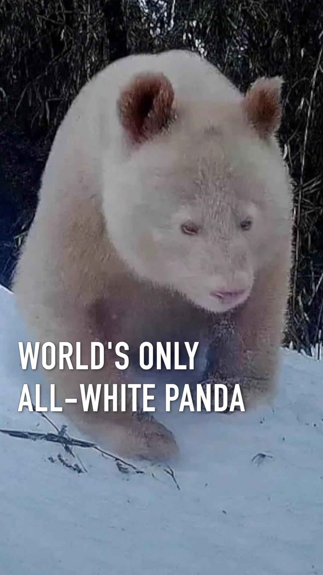 The world's only all-white panda so far has been filmed in the