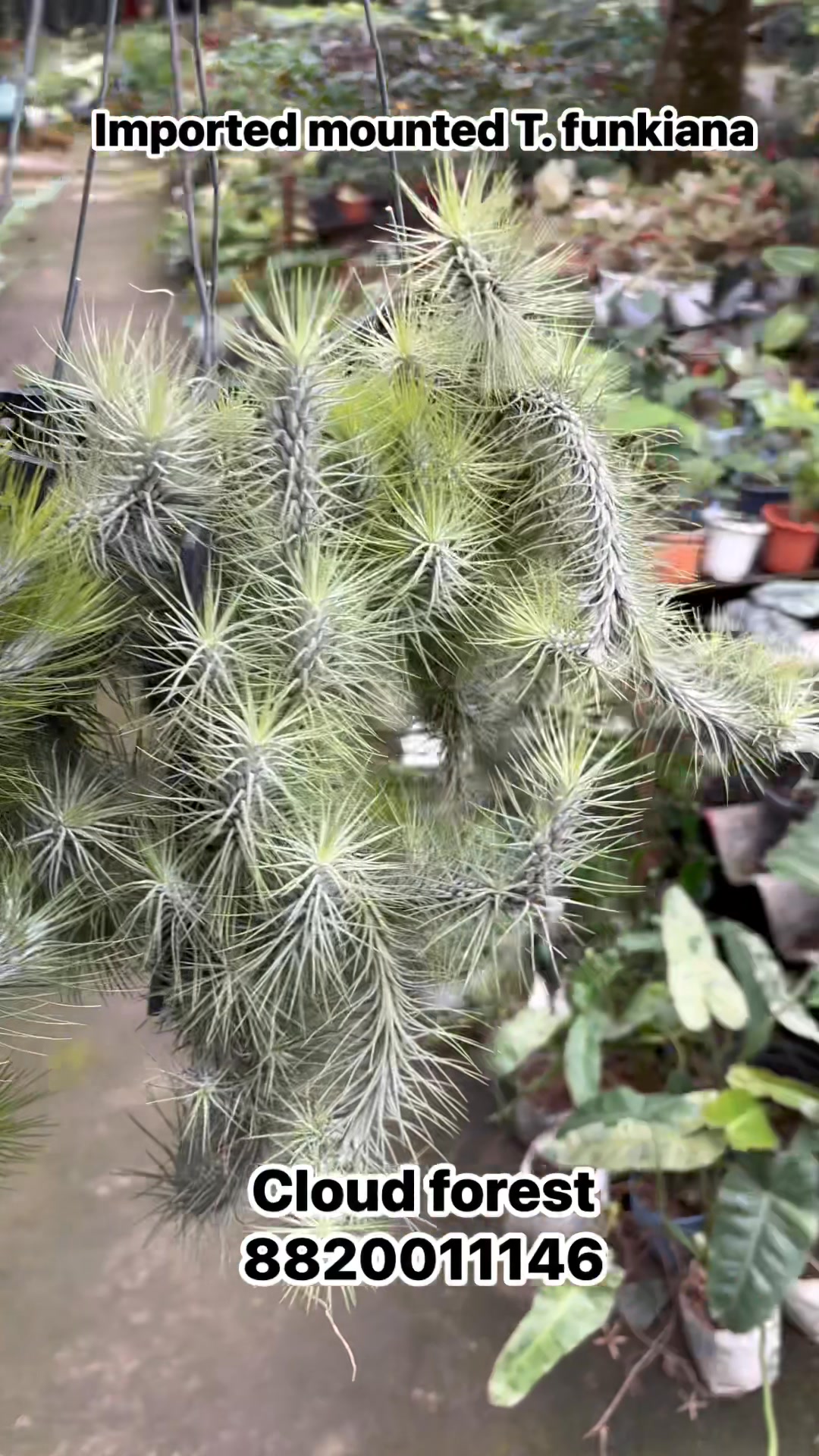 Discovering Tillandsia Domingo's Funckiana air plant