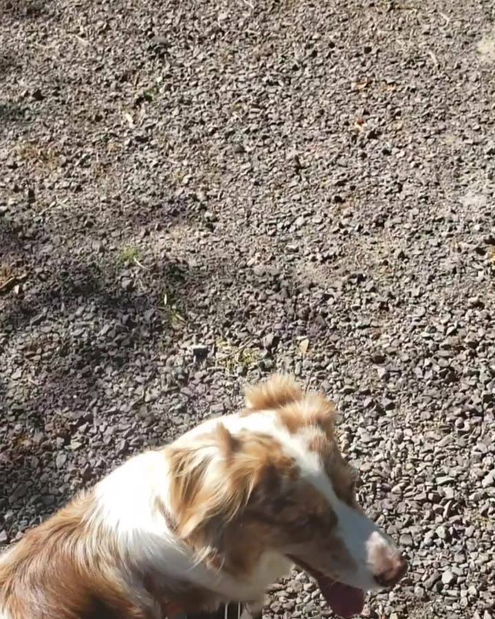 When Blaze first arrived here seeing chickens would have caused her to ...