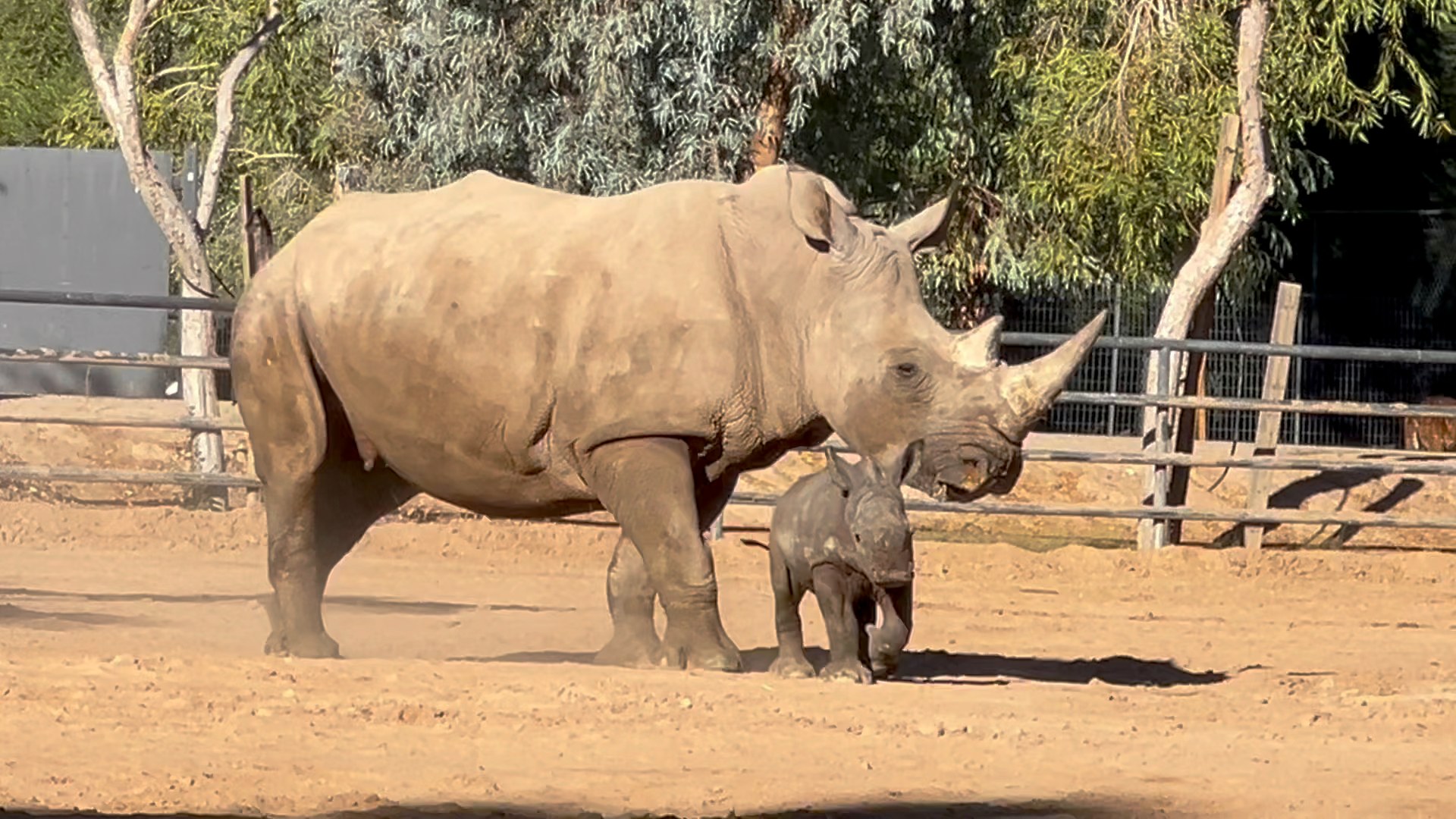 P. White Rhino PUP (from OC)【2】 ZooTampa is spotlighting a very special star: baby rhino Kayin and