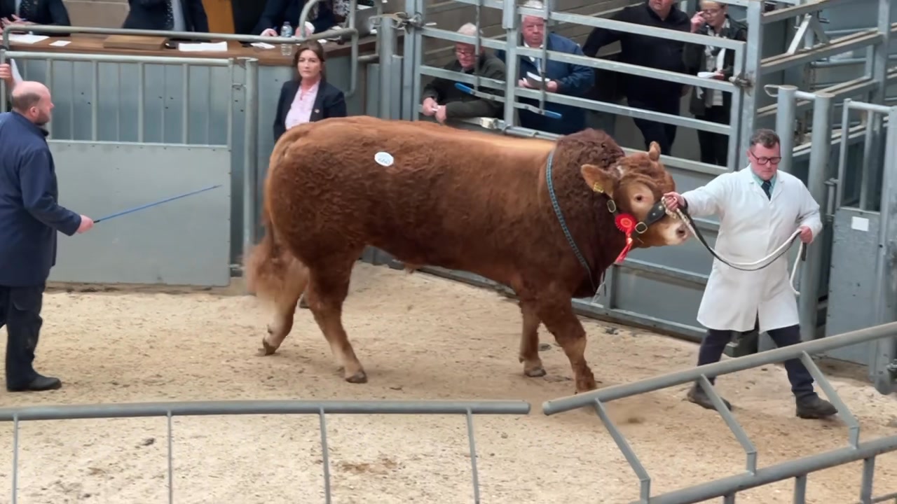 Lot 660 Burnbank Vermont sold for 17,000gns from Messrs D & L 