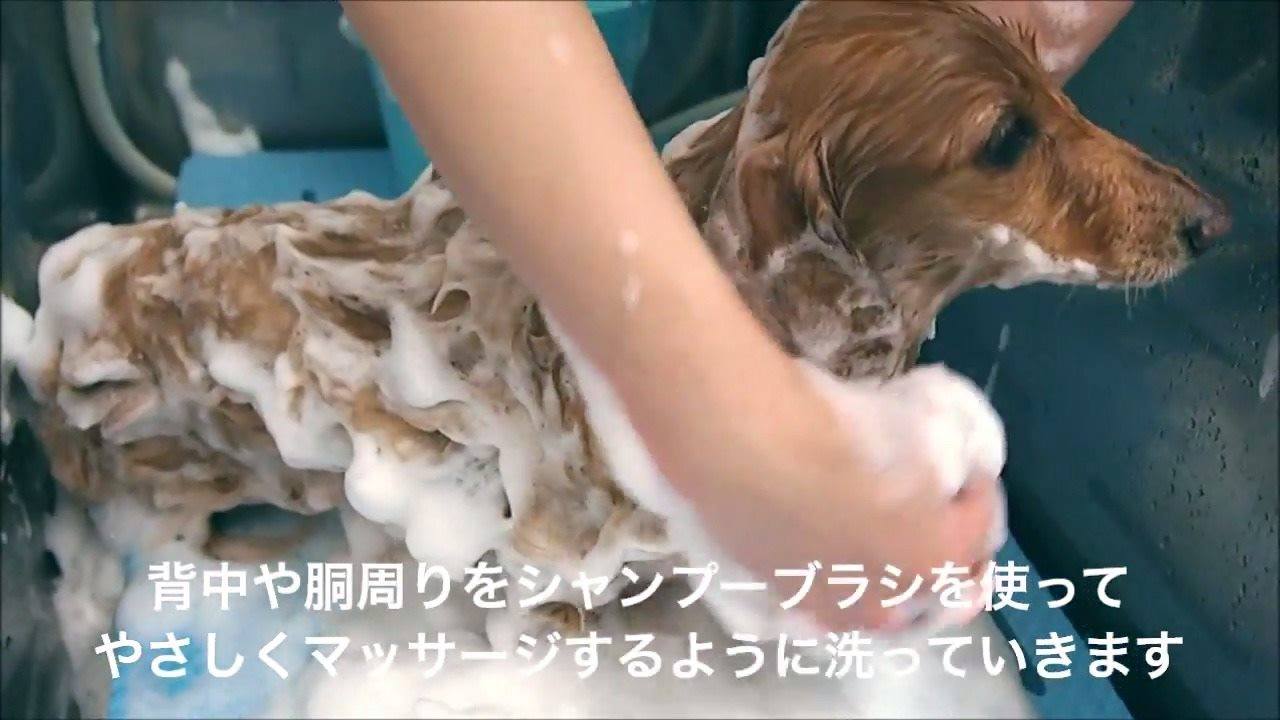 Petio Preciante貓犬專用沖涼刷 Preciante貓犬專用沖涼刷 毛孩唔需要成日沖涼 所以每次沖都要好細心 咁先可以沖得乾淨 呢個沖涼刷都收過唔少好評 有時淨係用手幫佢哋沖 都未夠乾淨 用埋沖涼刷 方便起泡之餘 佢獨特嘅粒粒 仲可以幫毛孩做埋按摩