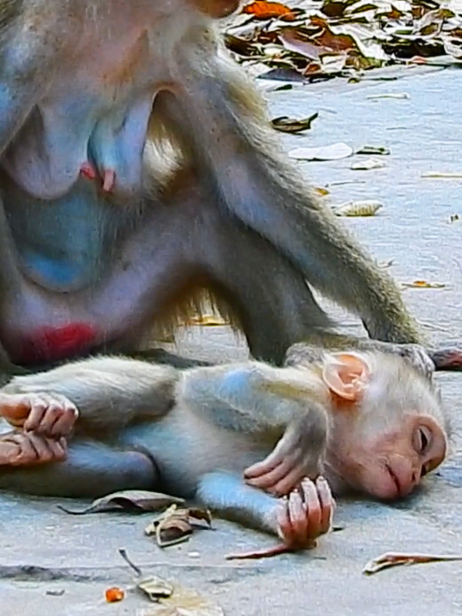 Why Luna treat Lynx poorly! Small monkey Lynx sleep restless, look so ...