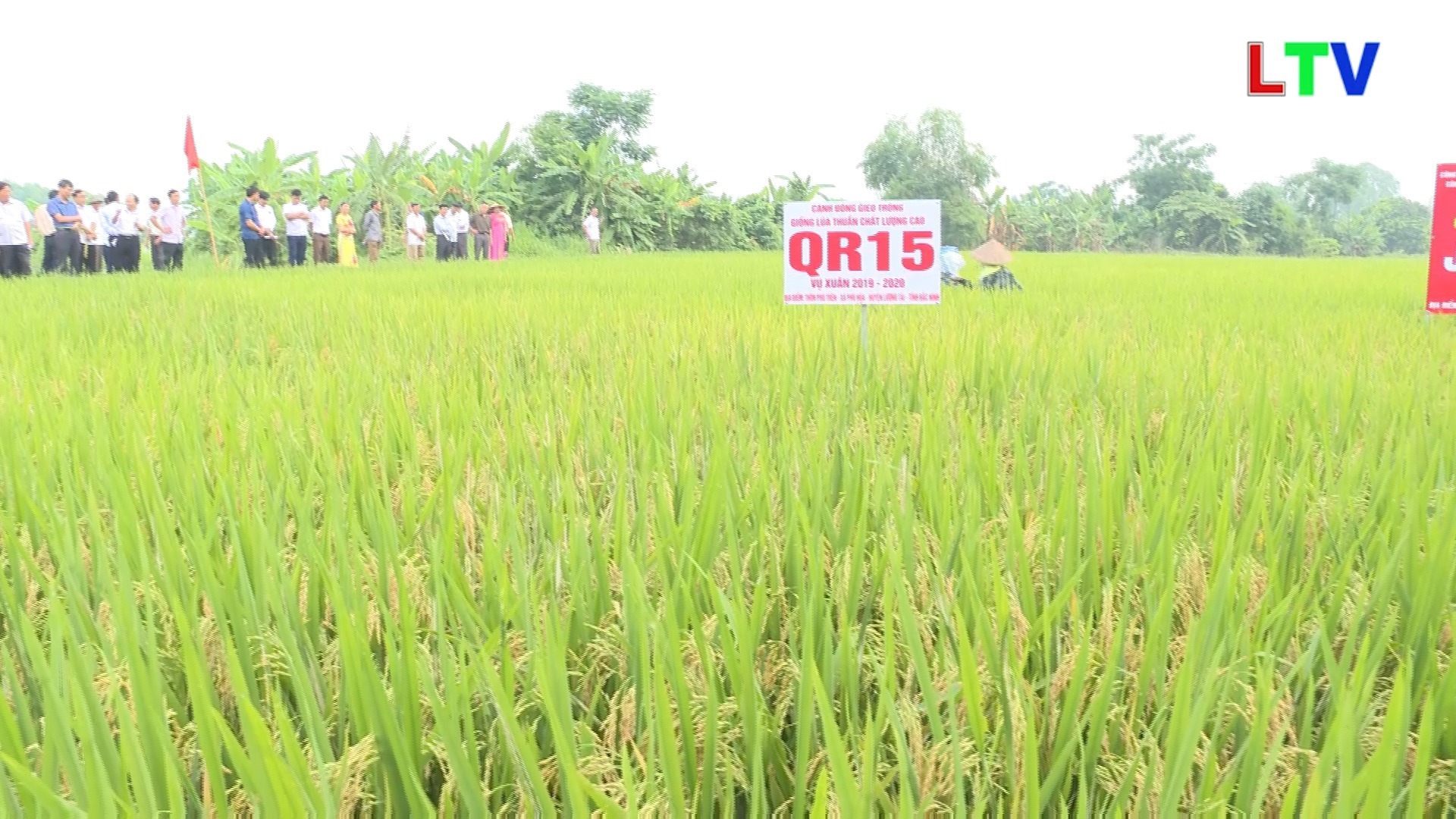 Giống lúa QR15 và J02 cho năng suất nổi trội, chất lượng gạo thơm ngon ...
