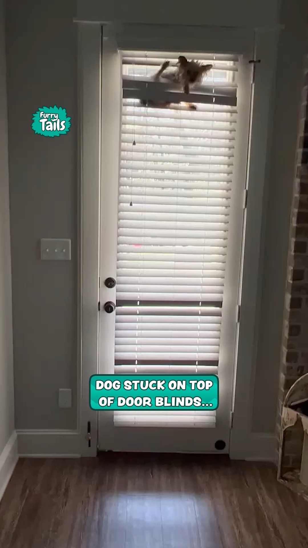 Dog stuck on top of door blinds | Furry Tails | Facebook