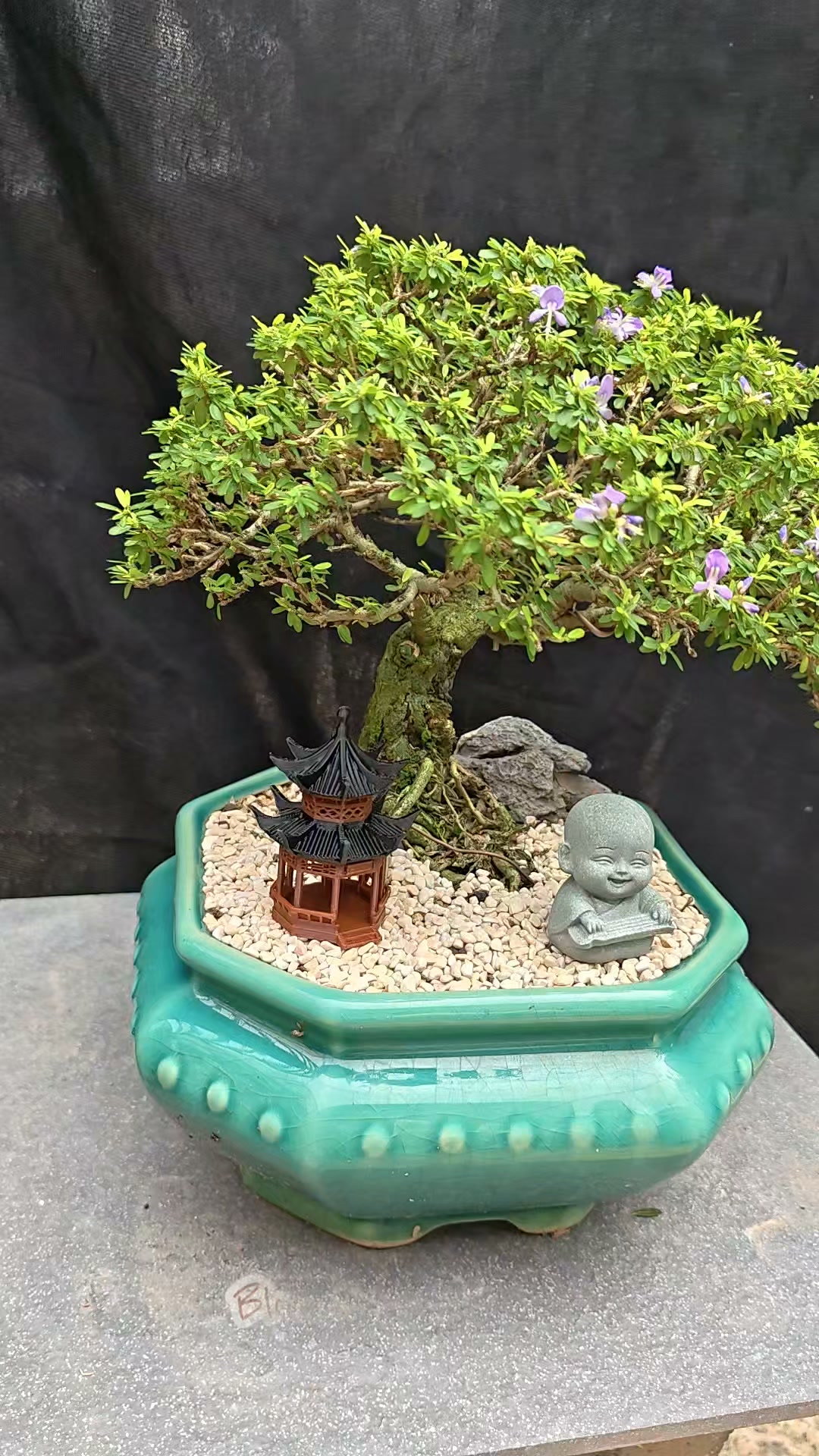 🌳 Bonsai Podocarpus Macrophyllus 罗汉松系列🌳 有兴趣的朋友欢迎拿