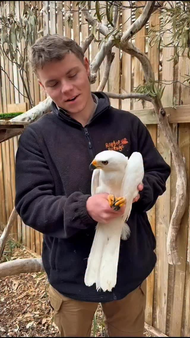 The Grey Goshawk is Australia’s only pure white bird of prey in fact ...
