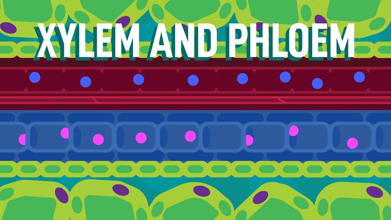 Xylem and Phloem are explained in detail and their role in transport in ...