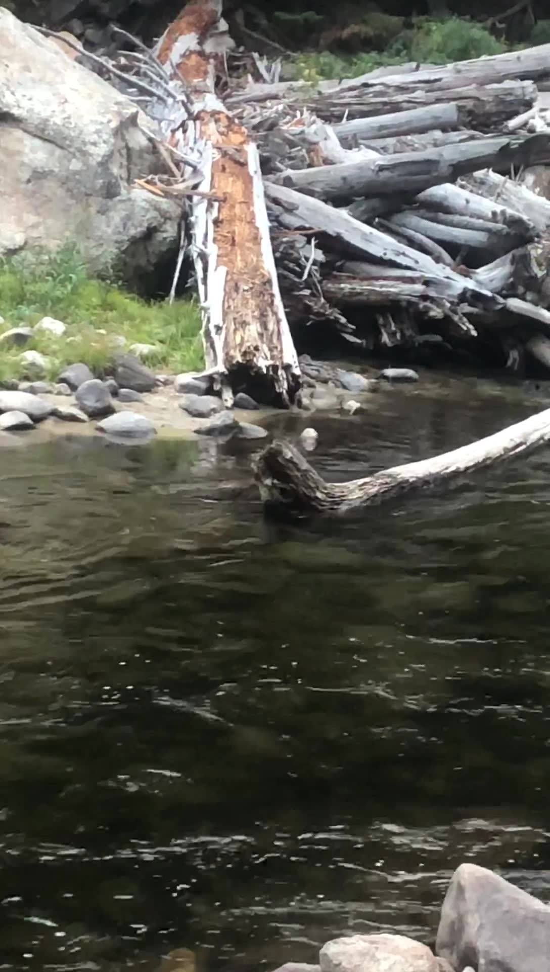 Did you catch the super beaver!?