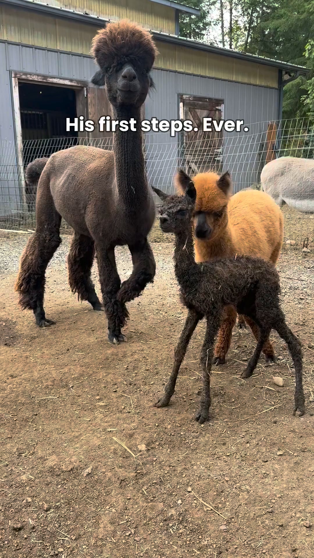 🦙 Looking for a unique family-friendly activity near Sacramento