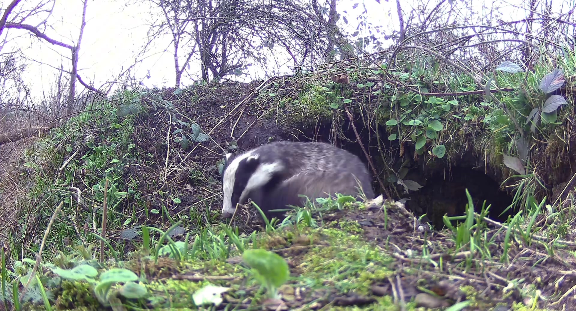As Spring approaches and daylight hours lengthen the badgers are ...
