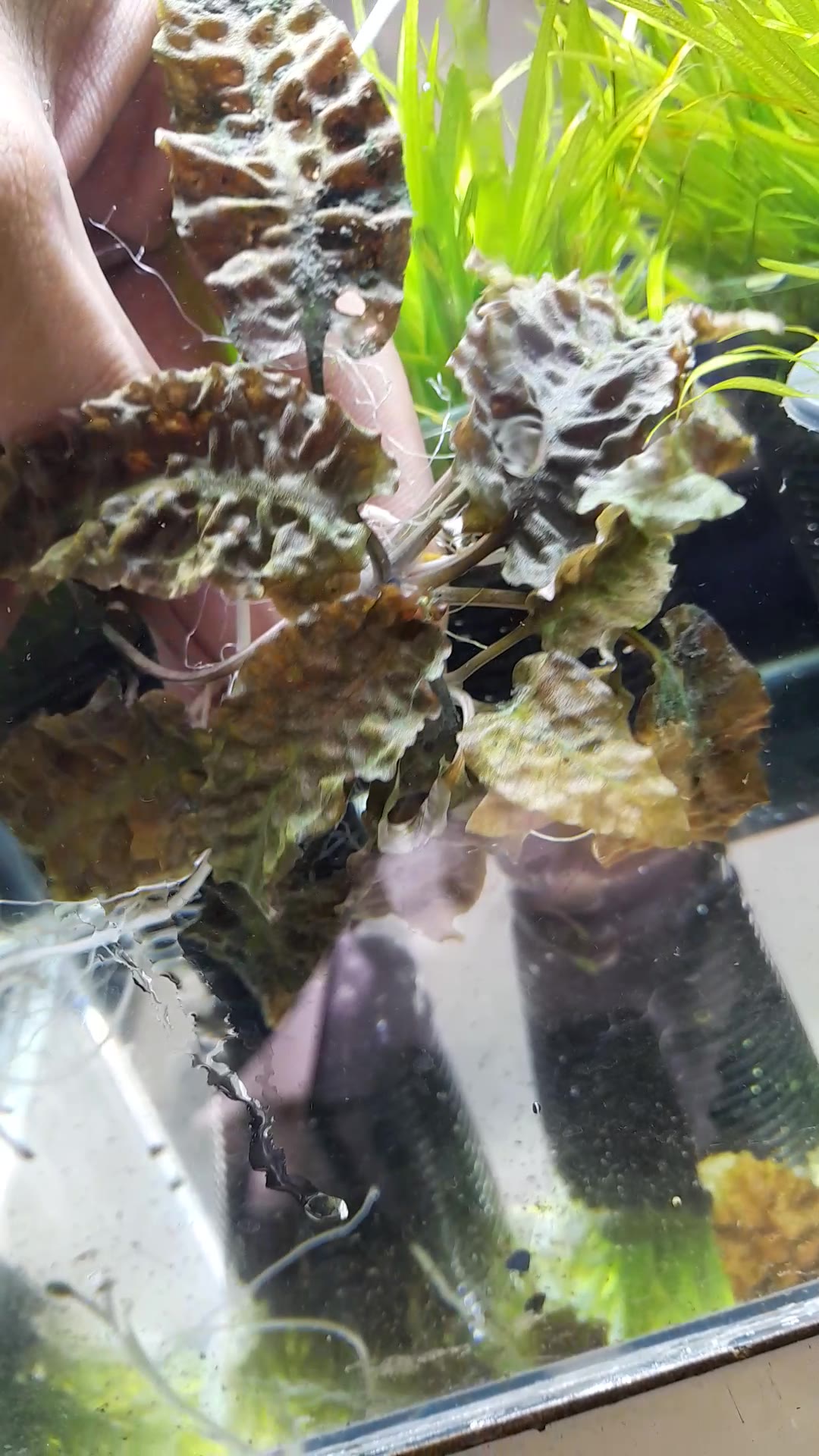 Cryptocoryne plant identification needed