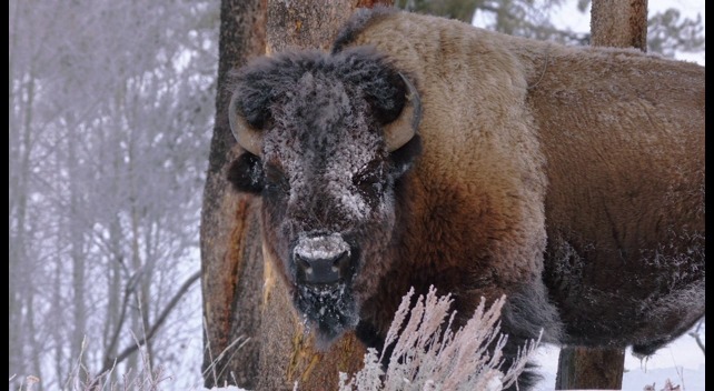 THE AMERICAN BUFFALO Part 2: Into the Storm By the late 1880s, the ...