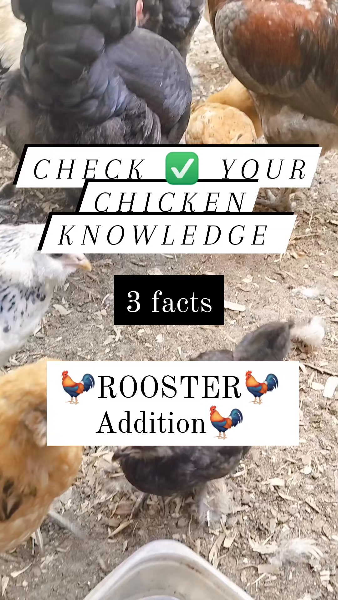 🐓 Rooster Facts You Should Know 1️⃣ A healthy rooster can mate up to 30 ...