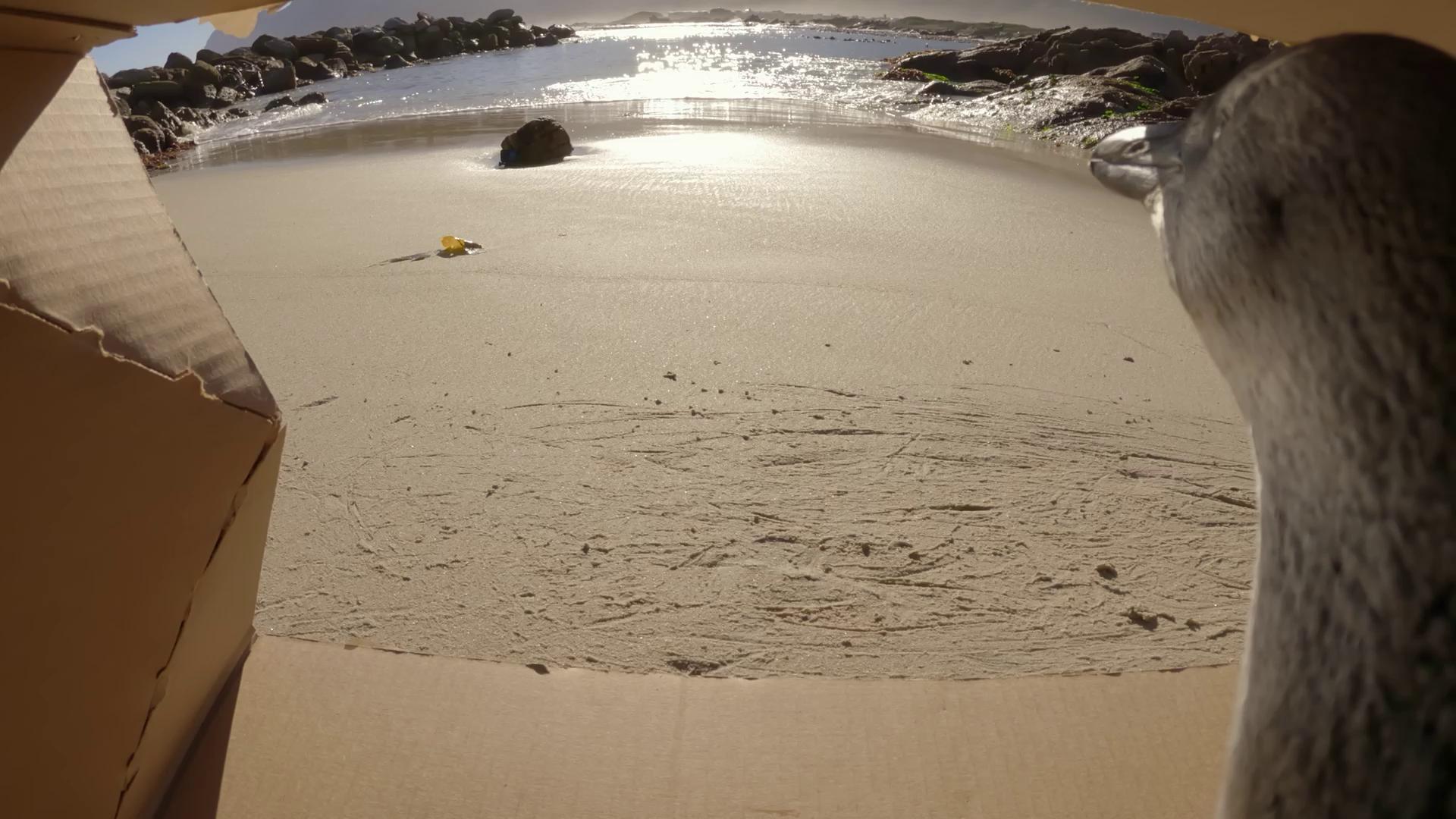 Wait for it… A Critically Endangered African Penguin is about to take ...