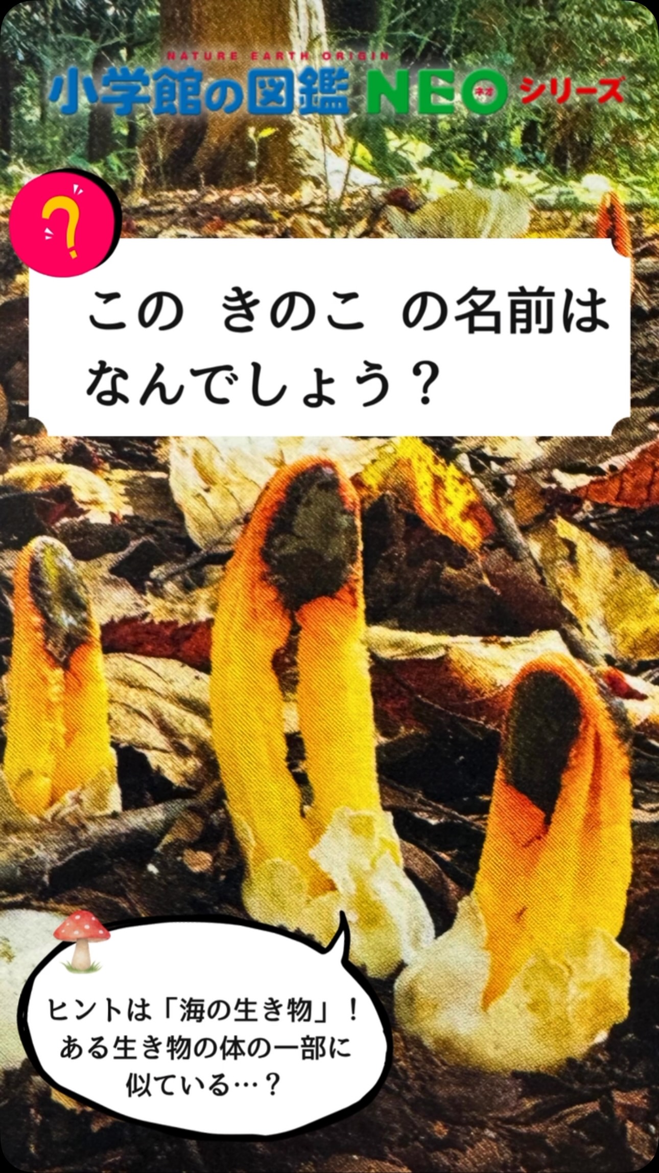 この「きのこ」の名前、わかる？🍄 正解できたら「いいね！」 「へぇ