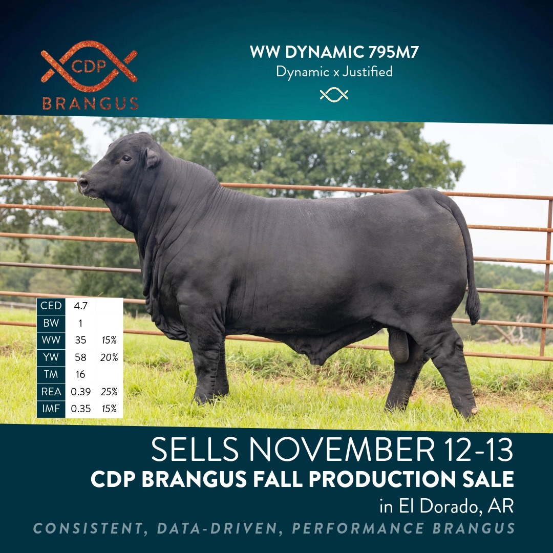 WW DYNAMIC 795M7 CDP Brangus is built on one mission: consistent, data ...