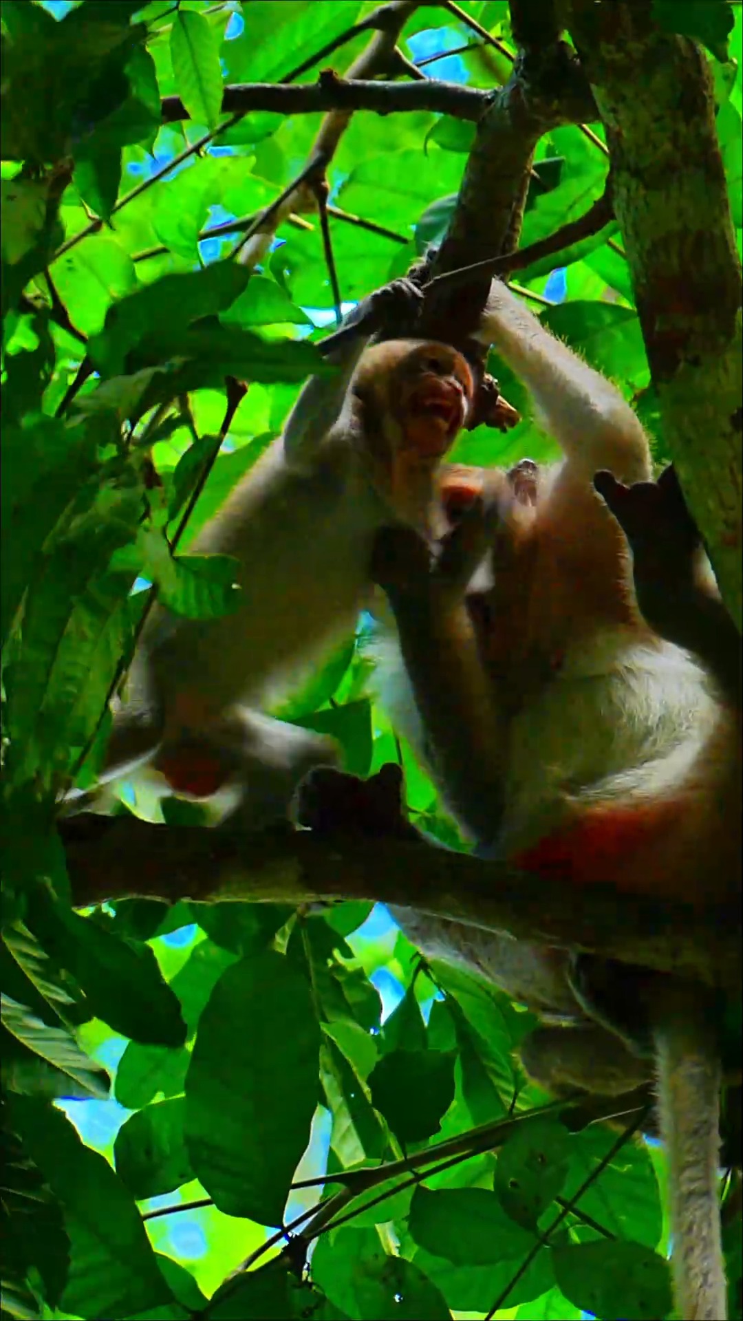 Deeply hungry! Poor little monkey feeling cry loudly while mother not ...