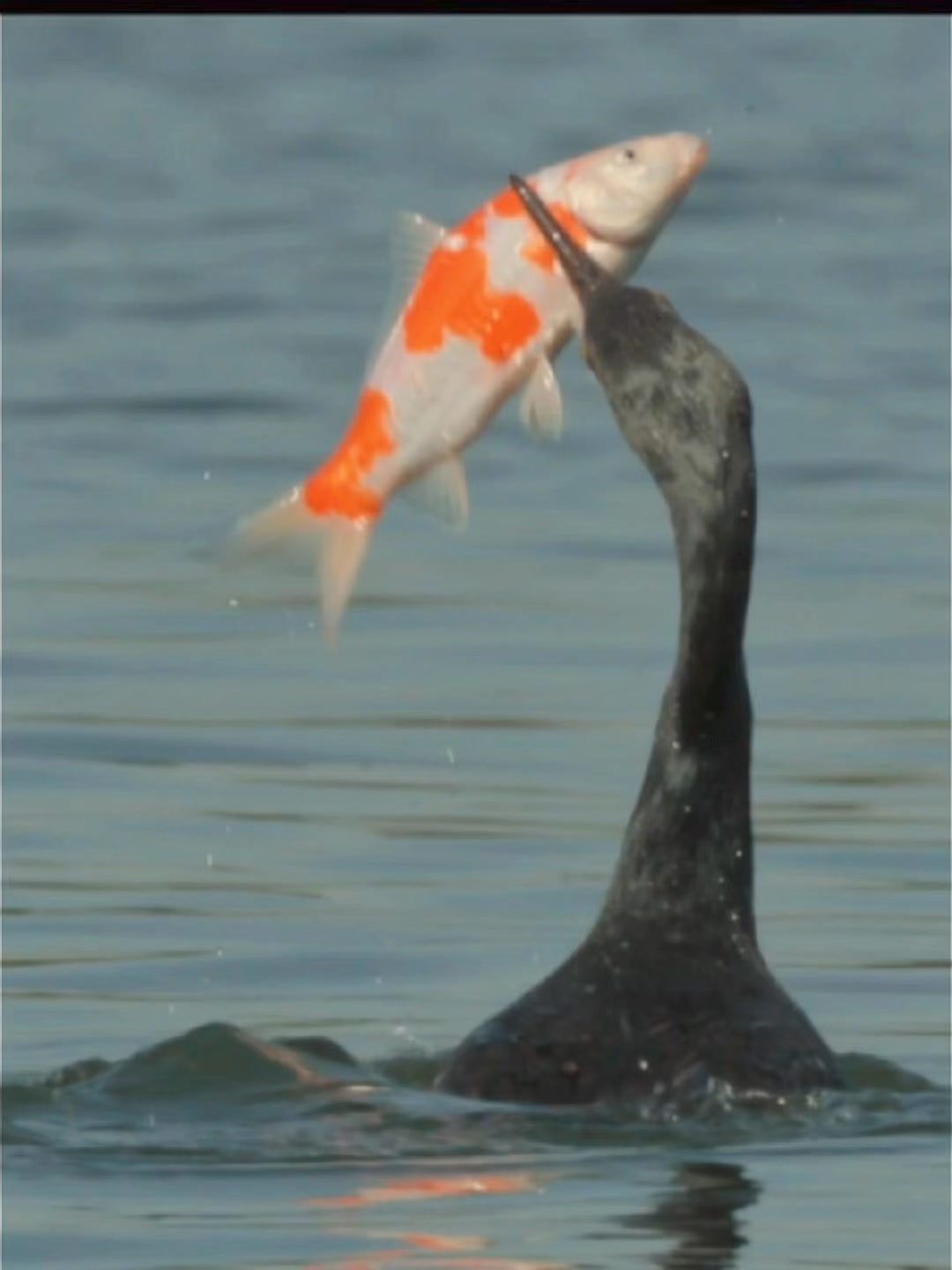 Atlantic puffins can carry multiple fish in their beaks simultaneously ...