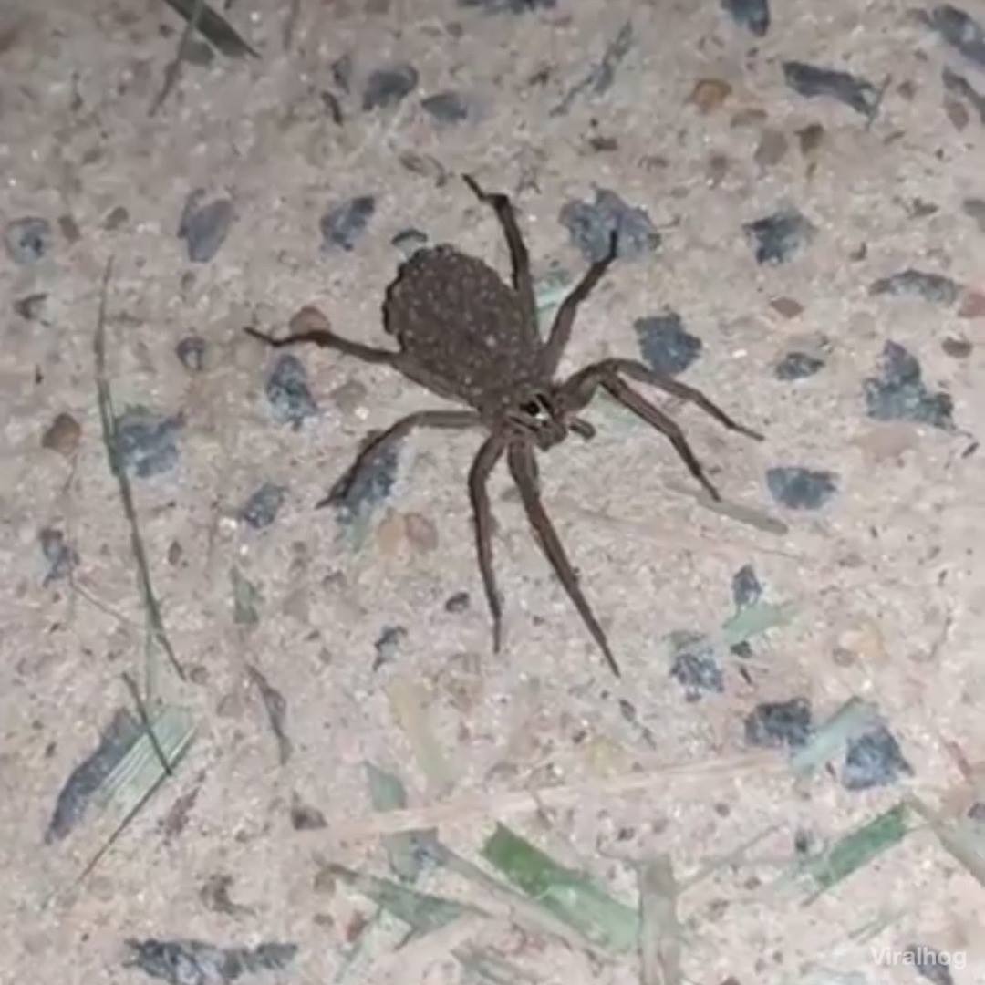 Mamma spider and her babies will enter your nightmares...wait for it 😱🕷 ...