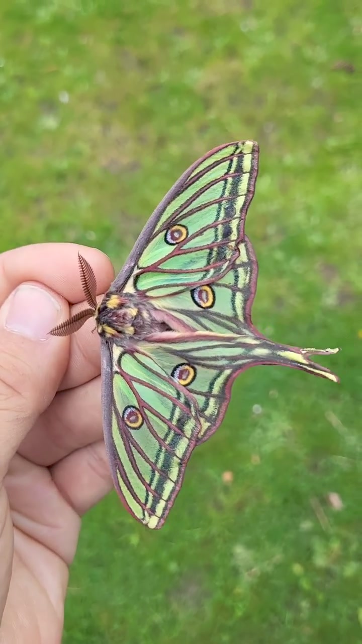 Graellsia isabellae Spanish Moon Moth | Moth of the day