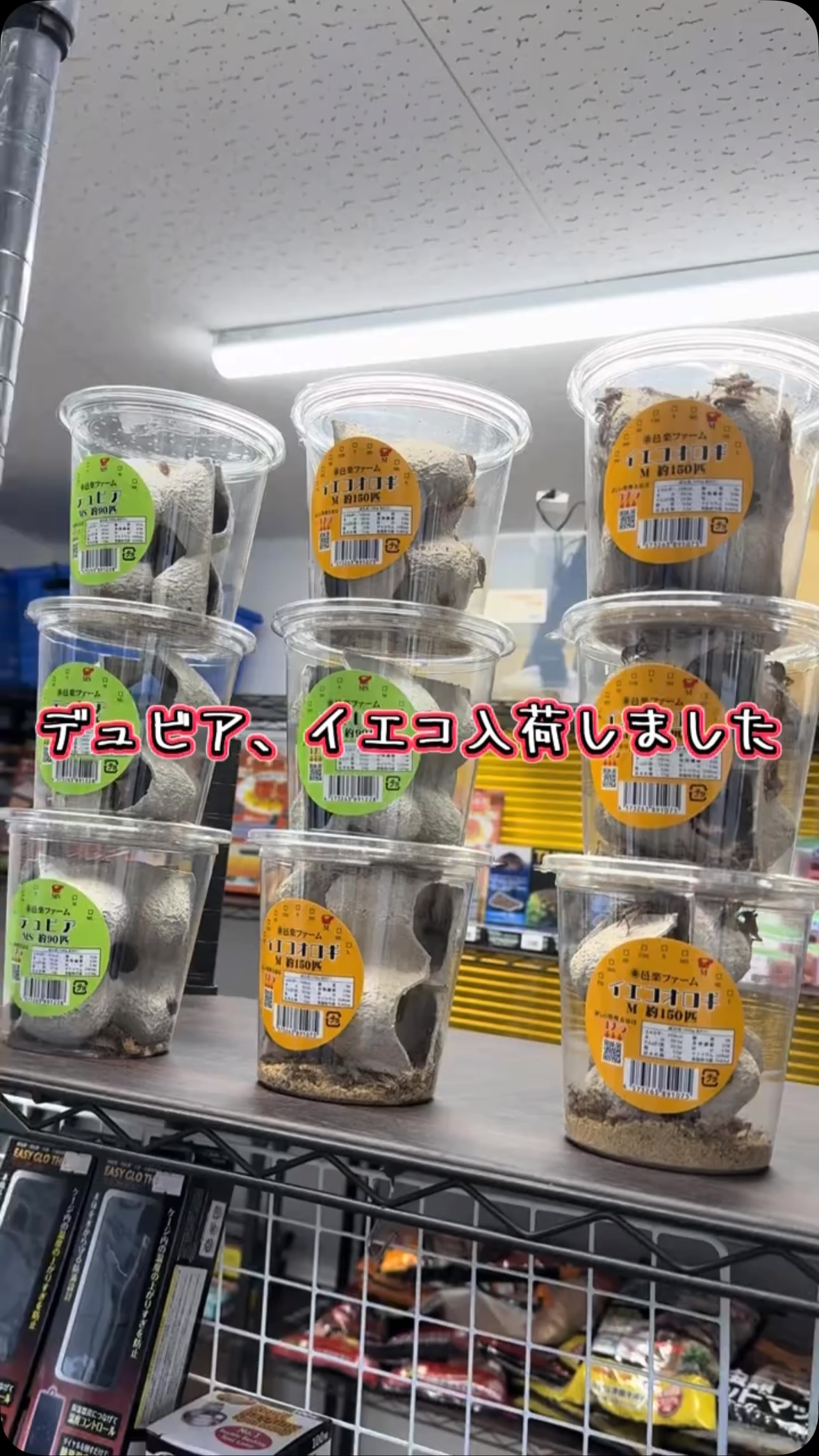 AQUA FISH | Gamo-gun Shiga