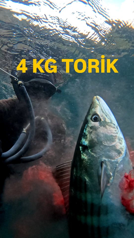 Harika bir Torik avı 4kg😘 #torik #palamut #balık #balıkavı #fish # ...