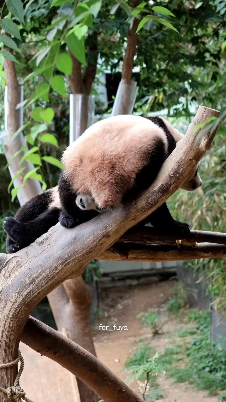 Hồi nhỏ ăn hiếp bà Rúi cho cố dô nha Huy, giờ bã leo lên đầu ẻ xuống ...