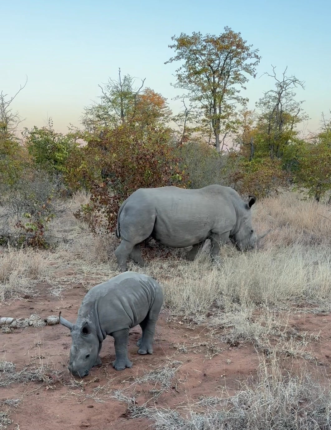 Meet this majestic Southern White Rhino female and her young one