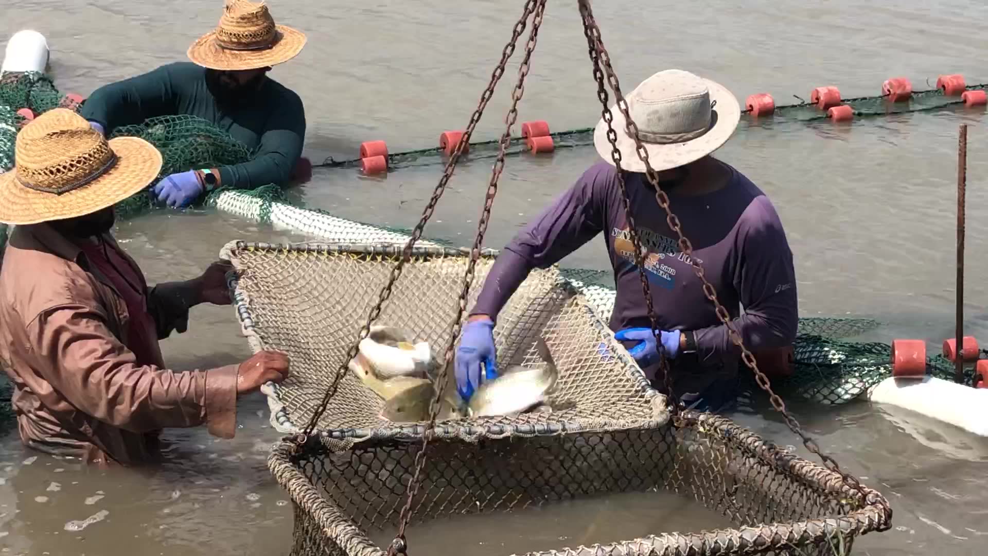 The folks at Turtle Creek Aquaculture are working with us to conserve ...