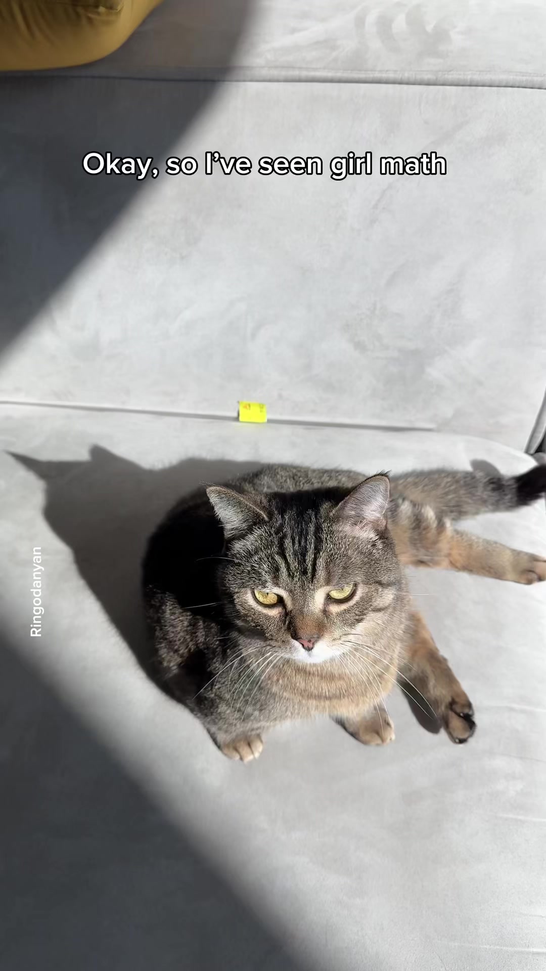 So here we have the cat math ️ #cats #catsofinstagram #catmath # ...